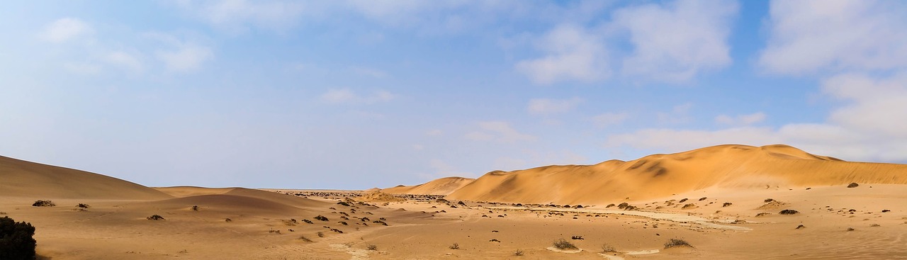 Exploring the Unique Desert Flora of the Southwest